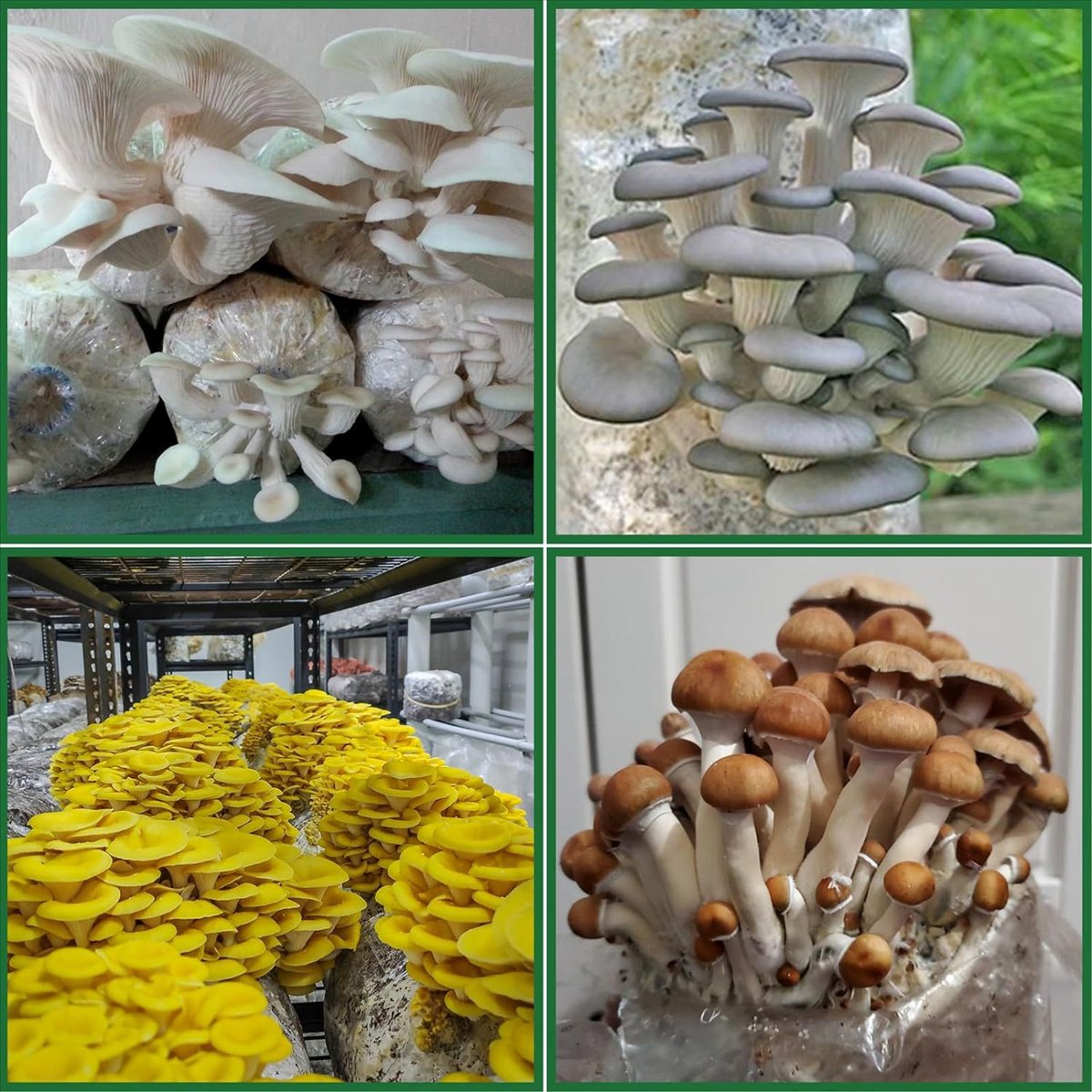 Mushroom Grow Bags,25 Pack Pol - Mushroom Spawn Bag 评论和价格