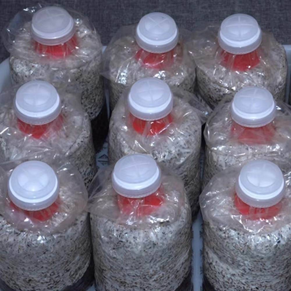 10pcs Waterproof Mushroom Spaw - Mushroom Spawn Bag 评论和价格